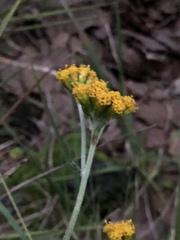Alloispermum scabrum