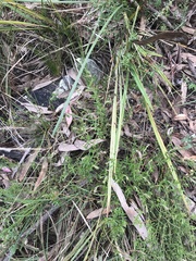 Gonocarpus tetragynus