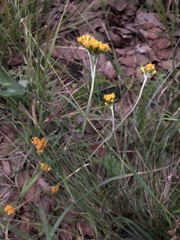 Alloispermum scabrum