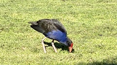 Porphyrio melanotus melanotus