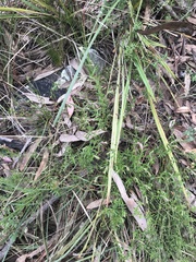 Gonocarpus tetragynus