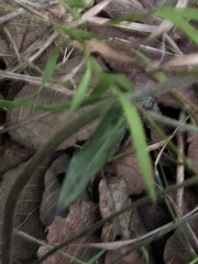 Alloispermum scabrum