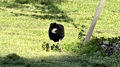 Porphyrio melanotus melanotus