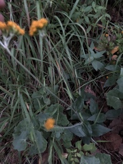 Alloispermum scabrum
