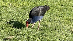 Porphyrio melanotus melanotus