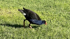 Porphyrio melanotus melanotus