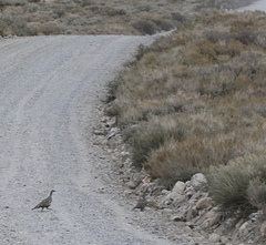 Centrocercus urophasianus