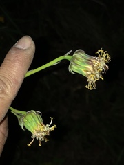 Roldana sessilifolia