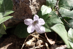 Ruellia prostrata