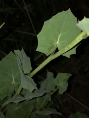 Roldana sessilifolia