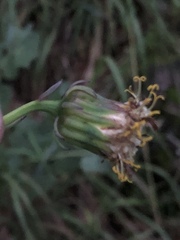 Roldana sessilifolia