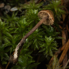 Deconica montana