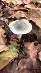 Clitocybe odora