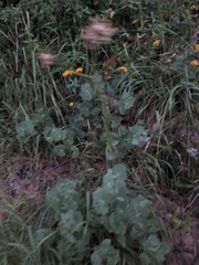 Roldana sessilifolia