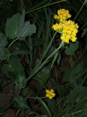 Alloispermum scabrum