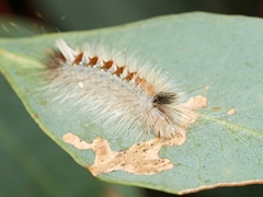 Trichiocercus sparshalli