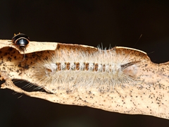 Trichiocercus sparshalli