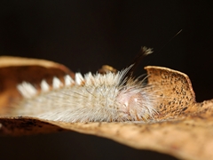 Trichiocercus sparshalli