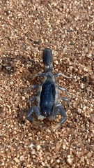 Uroplectes