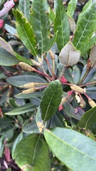 Rhododendron formosanum