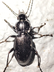 Pterostichus