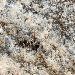 Formicinae