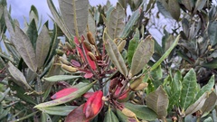 Rhododendron formosanum