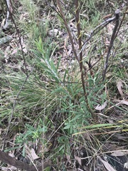 Billardiera scandens