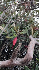 Rhododendron formosanum