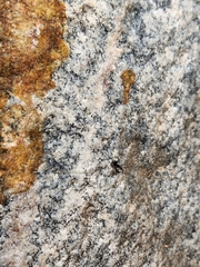 Formicinae