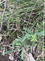 Billardiera scandens