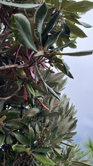 Rhododendron formosanum