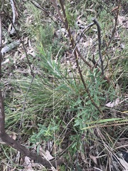 Billardiera scandens