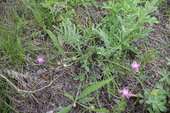 Psephellus turgaicus