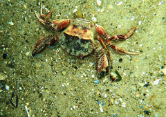 Nectocarcinus integrifrons