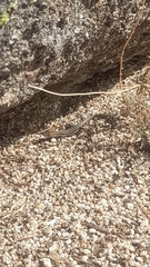 Podarcis guadarramae