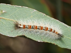 Trichiocercus sparshalli