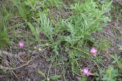 Psephellus turgaicus