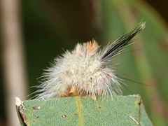 Trichiocercus sparshalli