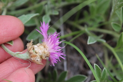 Psephellus turgaicus