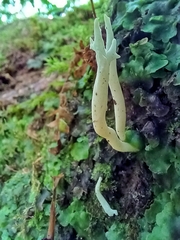 Clavulina rugosa
