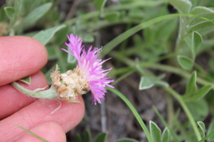 Psephellus turgaicus