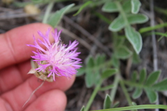 Psephellus turgaicus