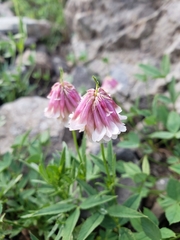 Trifolium productum
