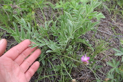 Psephellus turgaicus