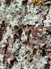 Punctelia bolliana
