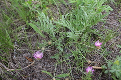 Psephellus turgaicus