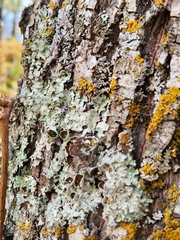 Punctelia bolliana