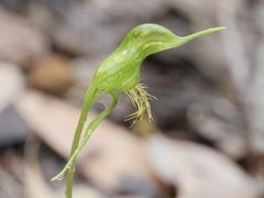 Pterostylis turfosa