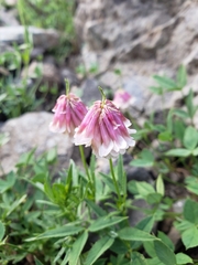 Trifolium productum